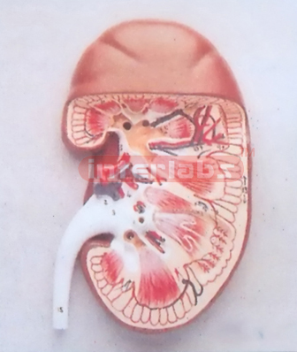 WEST TYPE MIDDLE ANATOMICAL KIDNEY MODEL WITH BASE (1 PC)